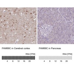 FAM69C Antibody, Novus Biologicals 25 &mu;L, Unlabeled:Antibodies, Polyclonal